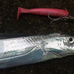 タチウオ釣り