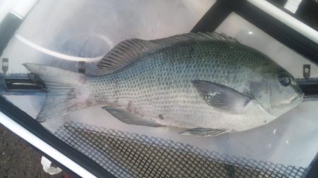 地磯にてグレ狙い