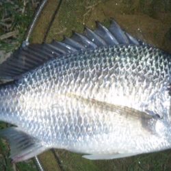 河口にてフカセ釣り