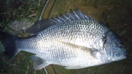 河口にてフカセ釣り