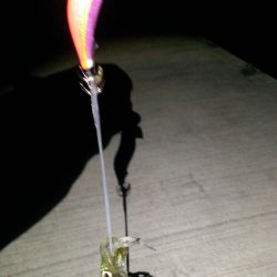 これぞ新子サイズ！！