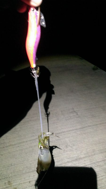 これぞ新子サイズ！！