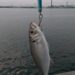 タチウオ不発！