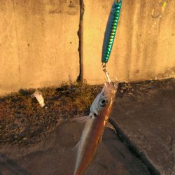 タチウオ?いえアジです!