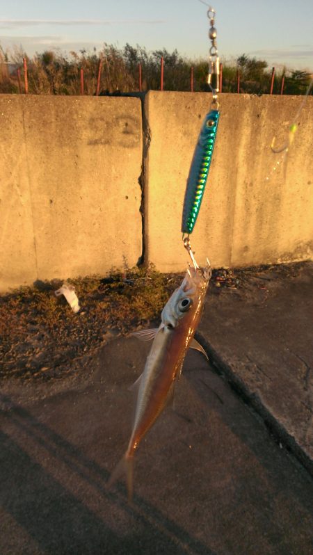 タチウオ？いえアジです！