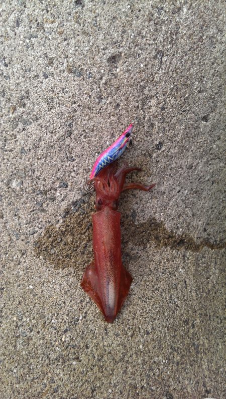 アオリイカ、、、