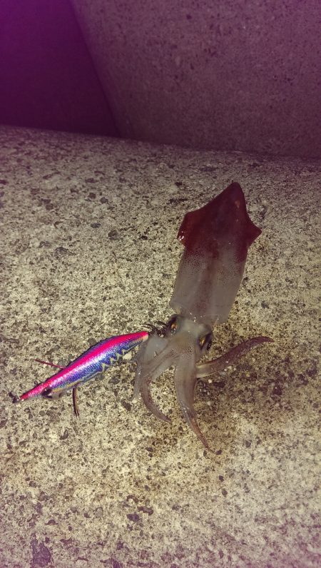 ライトエギング