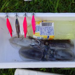 親海公園アオリイカまずまずです。