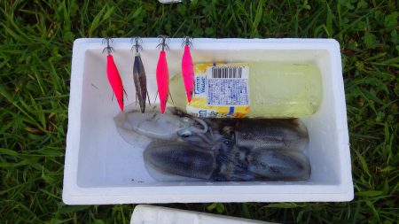 親海公園アオリイカまずまずです。