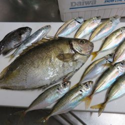 田ノ浦でカゴ釣り