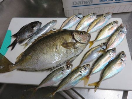 田ノ浦でカゴ釣り