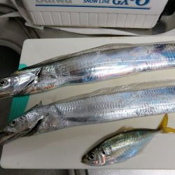 かご釣りのち太刀魚