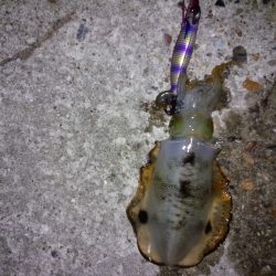 アジングあんどエギング