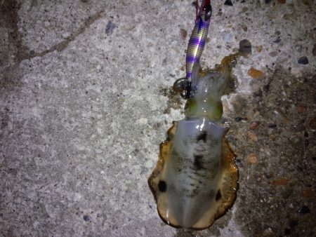 アジングあんどエギング