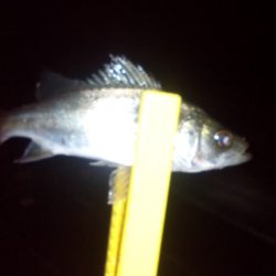 豆アジのはずが・・・