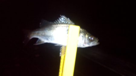 豆アジのはずが・・・