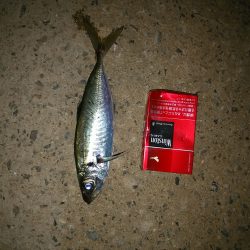 ジグサビキ炸裂！