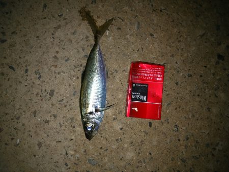 ジグサビキ炸裂！