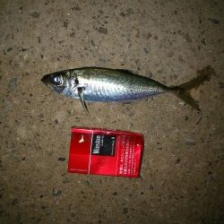 ジグサビキ炸裂！