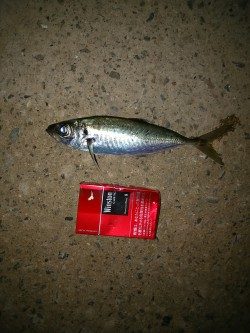 ジグサビキ炸裂！