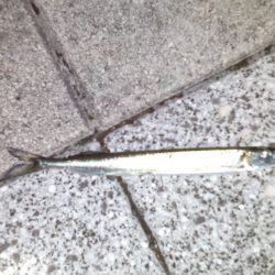 こんなはずでは…..