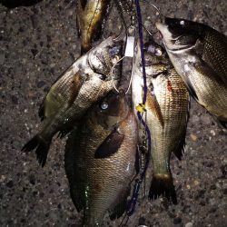 小さいが快釣！！