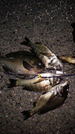 小さいが快釣！！