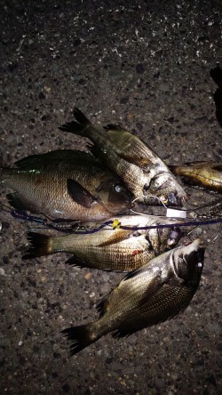 小さいが快釣！！