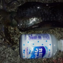 秋アオリイカシーズンに入ったようです。