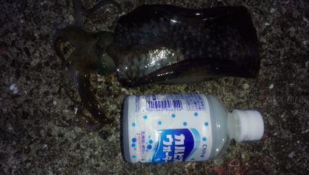 秋アオリイカシーズンに入ったようです。