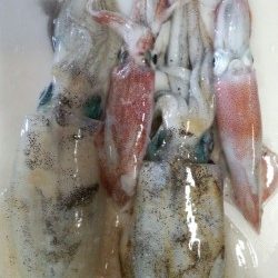 一年ぶりの新浜での秋エギング