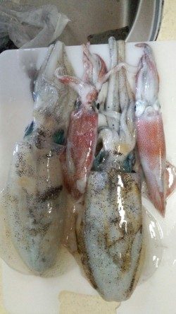 一年ぶりの新浜での秋エギング