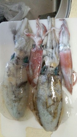 一年ぶりの新浜での秋エギング