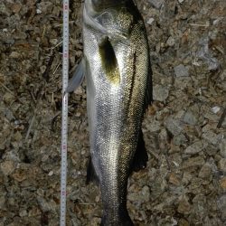 セイゴ～シーバス