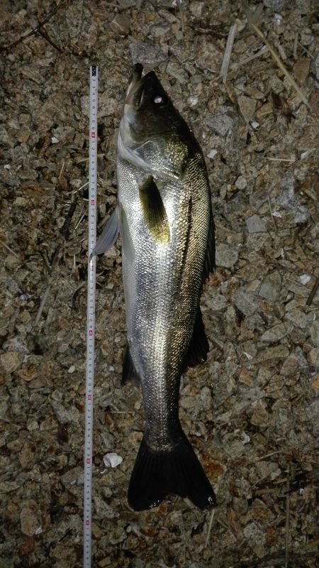 セイゴ～シーバス