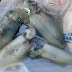 アオリ狙いもチビアオリのみ、、、