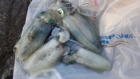 アオリ狙いもチビアオリのみ、、、