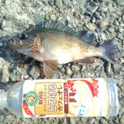 良いサイズのメバル、楽しい一日でした