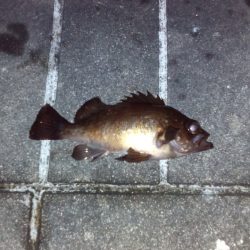 根魚狙いでしたが