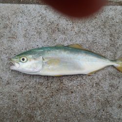 サビキ好調です。