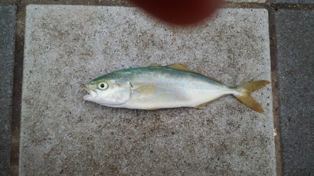 サビキ好調です。