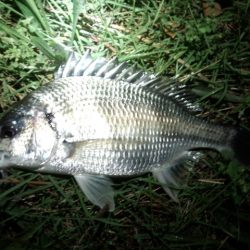 チニング絶好調！