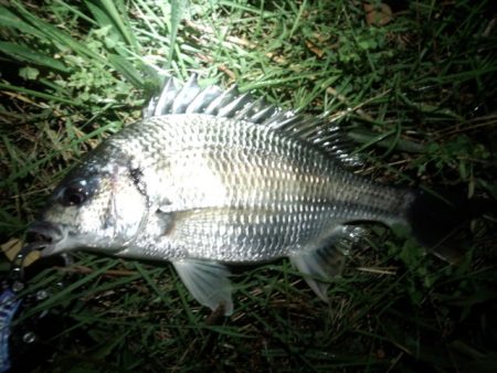 チニング絶好調！