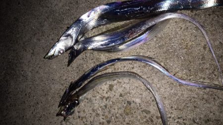 太刀魚釣り