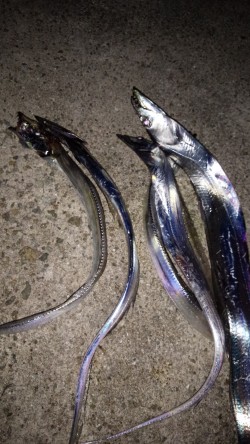 太刀魚釣り