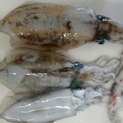 降雨前の風に苦しみました。