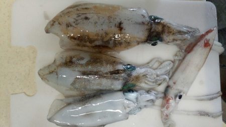 降雨前の風に苦しみました。