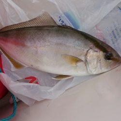 シオ、久々にゲット！