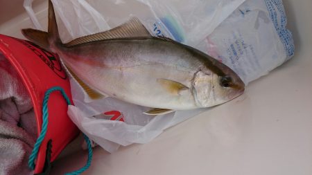 シオ、久々にゲット！