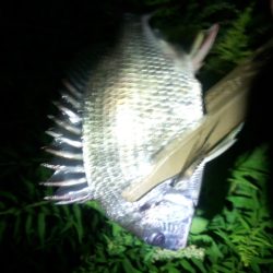 チニングやっぱり好調でした〜！